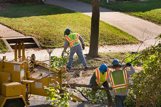 Best Hedge Trimming  in USA